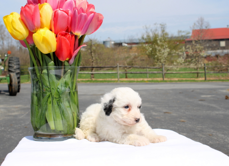 puppy, for, sale, Mini Bernedoodle F2, Matthew B. Stoltzfus, dog, breeder, Gap, PA, dog-breeder, puppy-for-sale, forsale, nearby, find, puppyfind, locator, puppylocator, aca
